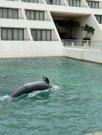 하얏트 지바 칸쿤 호텔인 돌고래가 살아요🐬
