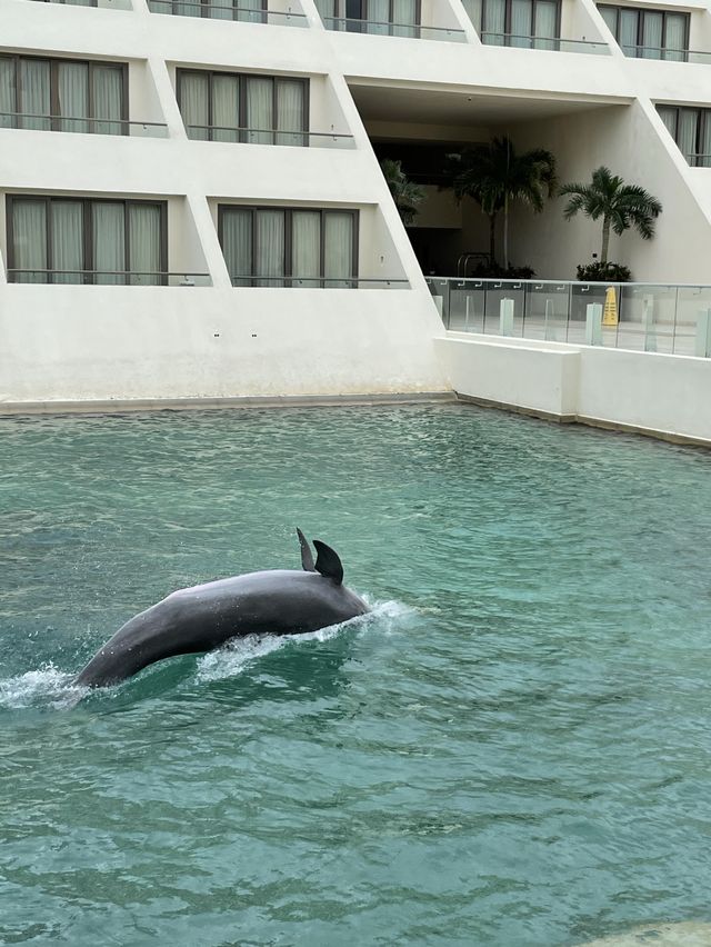 하얏트 지바 칸쿤 호텔인 돌고래가 살아요🐬