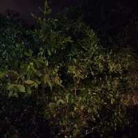 Mystical Fireflies Sighting 