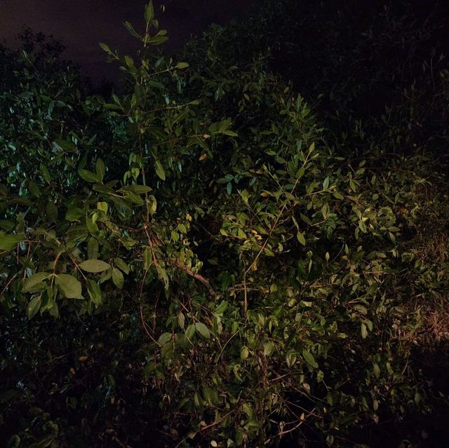 Mystical Fireflies Sighting 