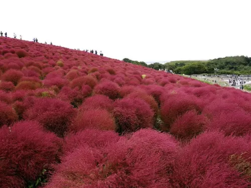 【茨城】コキアとコスモスが見頃！国営ひたち海浜公園