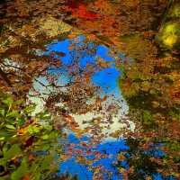 京都の中でも紅葉の穴場スポット　毘沙門堂