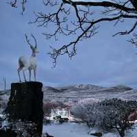 겨울왕국 제주, 한라산 1100고지❄️