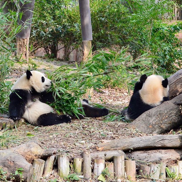 Chengdu Research Base of Giant Panda Breeding