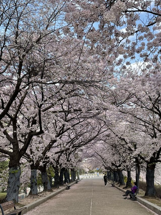벚꽃 터널이 아름다운 올림픽공원 송파둘레길🌸