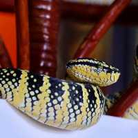 Snake Temple - Penang, Malaysia