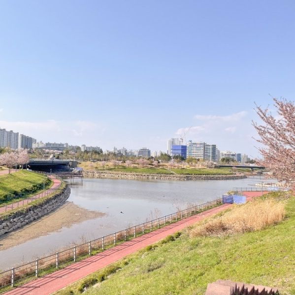 파주 도심 한복판 벚꽃 명소! 파주운정호수공원
