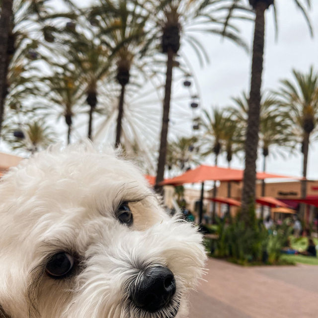 A fun day at the Irvine Spectrum Center ☀️