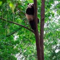 Sichuan Giant Panda Sanctuary 