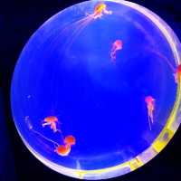 Shanghai Pudong  Aquarium