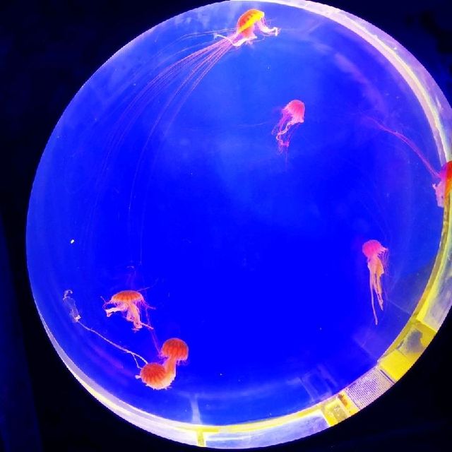 Shanghai Pudong  Aquarium