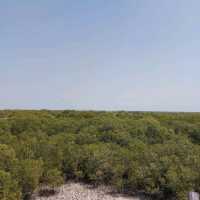 fantastic day out walking through the mangroves 