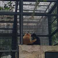 Hong Kong Zoological and Botanical Gardens