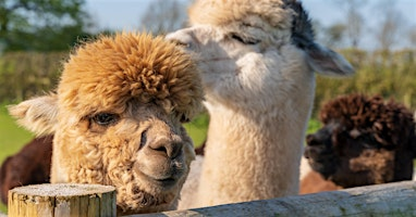 The Mole Farmyard | The Mole Resort