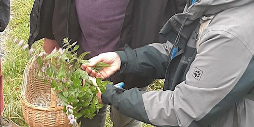 A forager's feast | The Scottish Crannog Centre