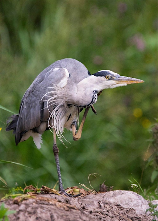 Island Adventure, for 8-12 year olds | Water of Leith Conservation Trust and Visitor Centre