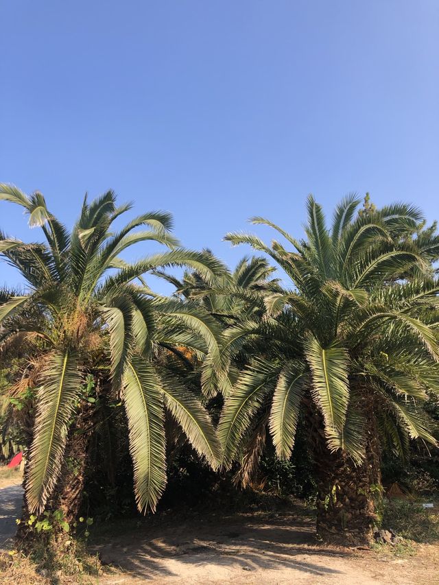 제주, 야자수가 가득한 이국적인 금능해수욕장 🏝