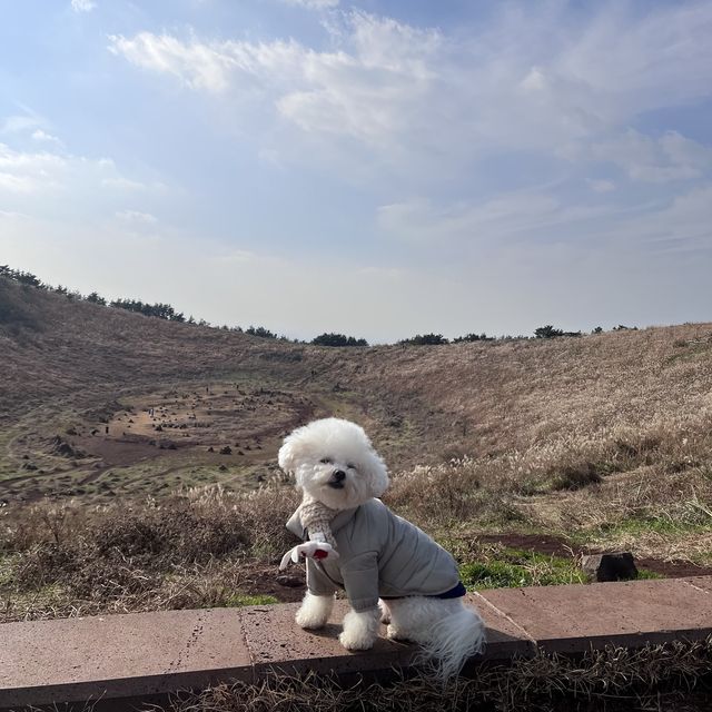 제주ㅣ반려동반 가능한 제주도 오름 추천, 금오름🏔