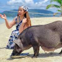 ไปหาน้องหมูบนเกาะกลางทะเลกัน 🐷😆🌊