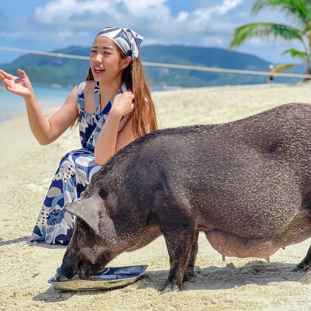 ไปหาน้องหมูบนเกาะกลางทะเลกัน 🐷😆🌊