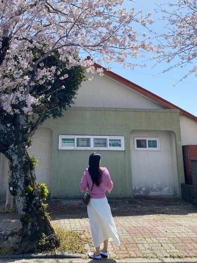 제주도 벚꽃 봄여행 🌸 제주도 벚꽃 봄여행 🌸