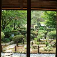 japanese tea-lover 