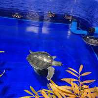鹿児島県/鹿児島市【いおワールド かごしま水族館】