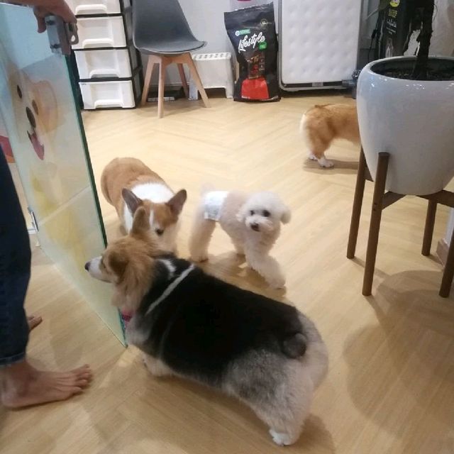 "香港探店香港美食Corgi& The Gang"