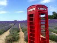 Mayfield Lavender Farm