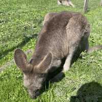 up and close with a joey!