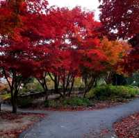 Colourful autumn at Garden of Morning Calm
