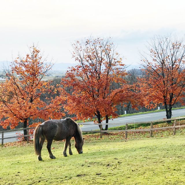 北海道＊キトウシ森林公園