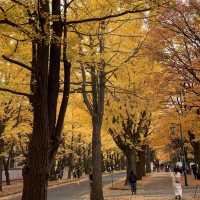 黄金色の道😊北海道大学イチョウ並木