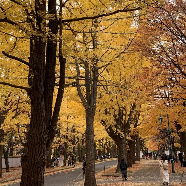 黄金色の道😊北海道大学イチョウ並木