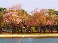 ซากุระใกล้กรุงบนถนนสายโรแมนติก@ม.เกษตรฯ กำแพงแสน