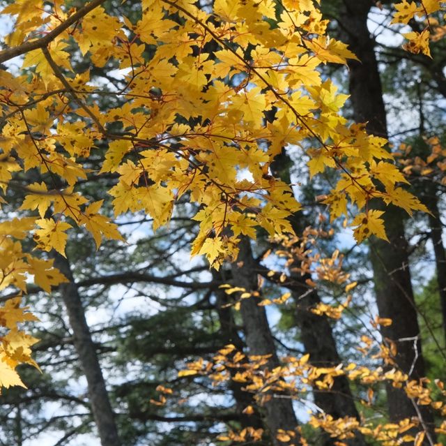 燕岳・合戦尾根の紅葉