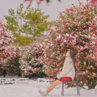 🌺눈과 동백의 아름다운 조화 [제주, 휴애리]