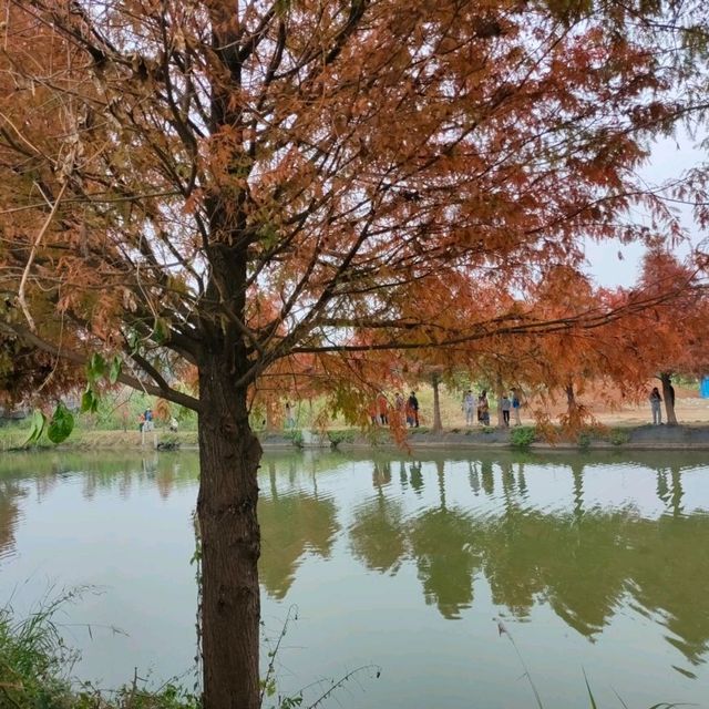 季節限定的美景-嘉義迷霧松境