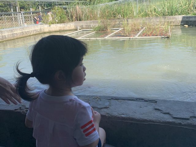桃園/大溪-花鹿秘境 李家摸蜆農場 水豚君超萌 近距離接近可愛動物 
