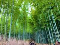 京都　KYOTO SAKURAめぐり❗️竹林の小径〜嵐山公園(亀山地区)〜保津峡のあたりを散策してみた！