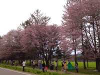 北海道　静内桜めぐり❗️ 二十間道路桜並木の桜に感動❗️