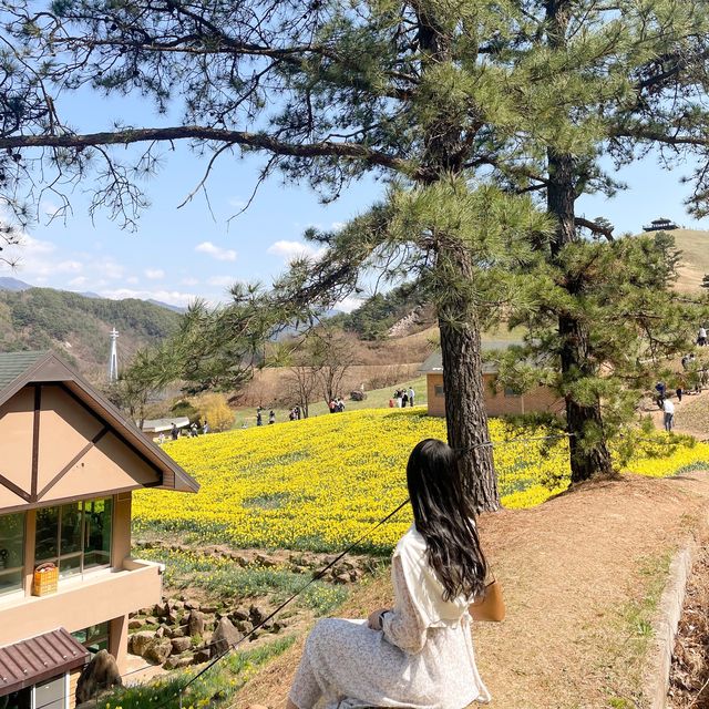 수선화가 잔뜩 피어난 지리산치즈랜드 