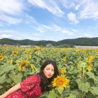 9월엔 연천 호로고루에서 해바라기🌻 