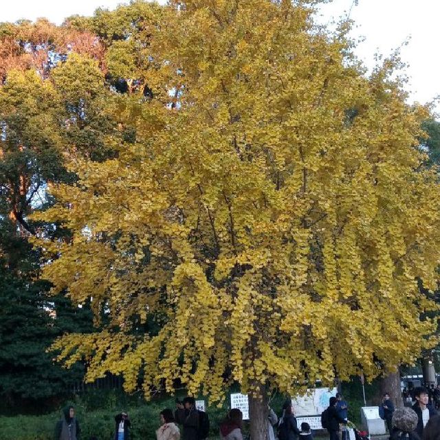 東京暢遊