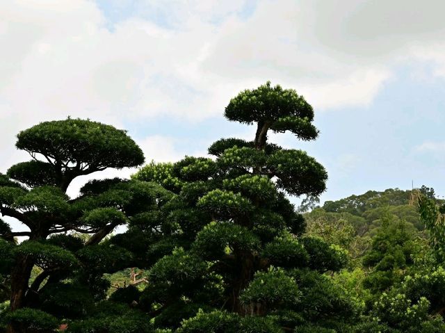 志蓮淨院，南蓮寺略貌