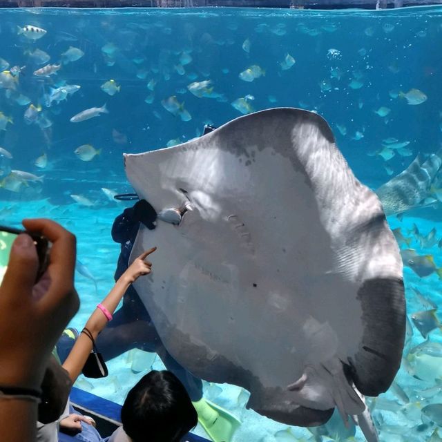 Cute Sea Creatures 🌊 🐟