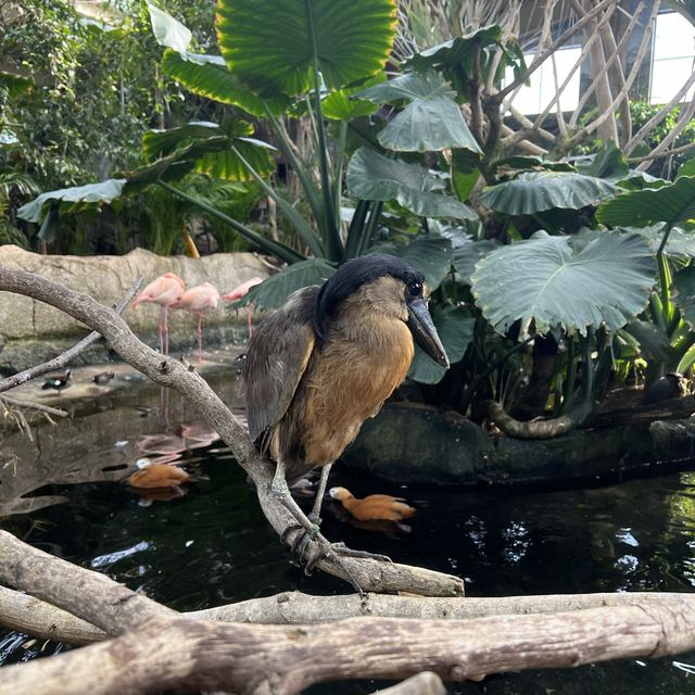 リアルジャングル🌿たくさんの動物と触れあえる体験型動物園✨人気のスナネコも✨