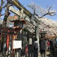 《上野》日本櫻花最前線♡上野花園神社百花齊開
