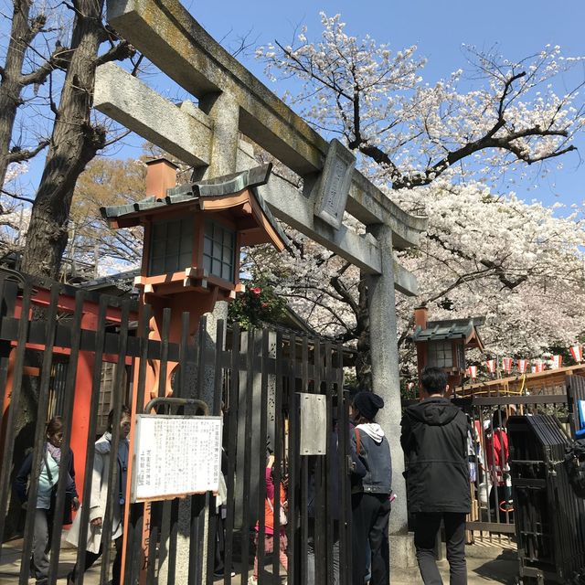 《上野》日本櫻花最前線♡上野花園神社百花齊開