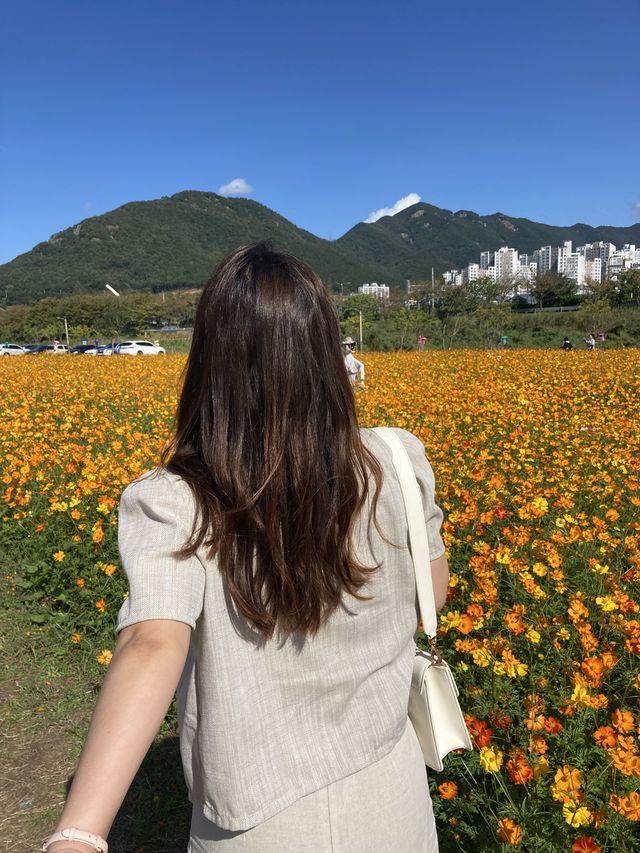 황화코스모스 포토존